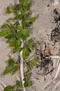 Morella pensylvanica (bayberry, northern bayberry, candleberry)