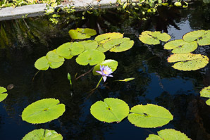 Nymphaea nouchali (blue star water lily)
