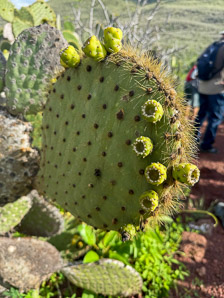 Opuntia galapageia (Galápagos prickly pear, tree prickly pear)