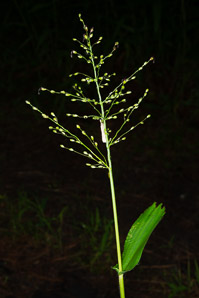 Panicum (panicgrass)