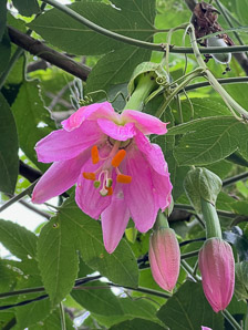 Passiflora tripartita (banana passionfruit, banana poka)
