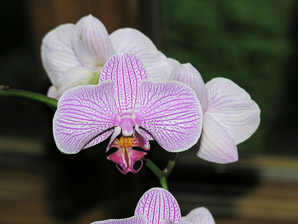 Phalaenopsis (pink phalaenopsis orchids)