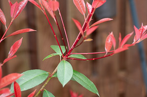 Photinia × (red robin)
