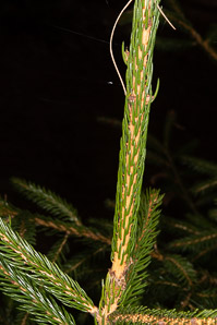 Picea abies (Norway spruce)