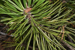 Pinus resinosa (red pine)