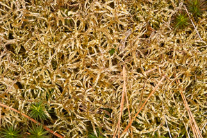Pleurozium schreberi (Schreber's moss, red stemmed feather moss, feather moss, Schreber’s big red stem moss, Schreber’s moss)