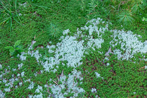 Polytrichum juniperinum (juniper hair cap, juniper polytrichum moss)