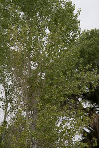 Populus fremontii (Fremont cottonwood)