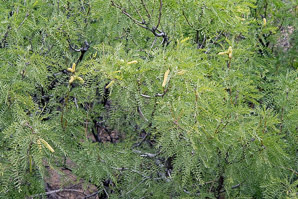 Prosopis glandulosa (mesquite)