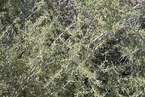 Prunus fasciculata (desert almond)