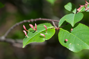 Prunus serotina (black cherry)