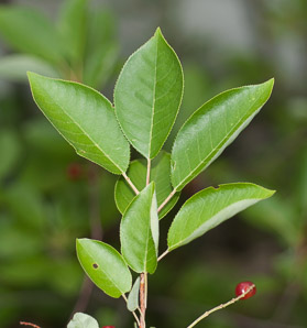 Prunus virginiana (common chokecherry, chokecherry)