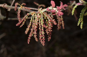 Quercus ilicifolia (bear oak, black scrub oak, scrub oak, turkey oak)