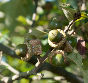 Quercus ilicifolia (bear oak, black scrub oak, scrub oak, turkey oak)