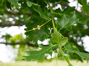 Quercus robur (pedunculate oak, English oak)