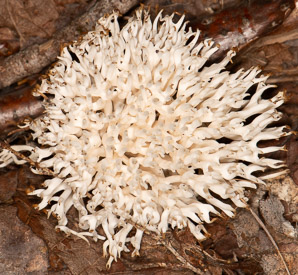Ramariopsis kunzei (white coral)