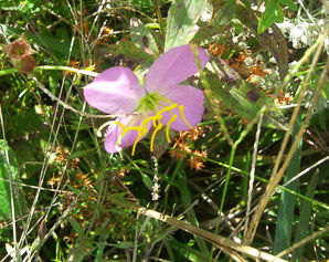 Rhexia virginica (pale meadow beauty, Virginia meadow beauty, handsome harry, wing-stem meadow-pitchers)