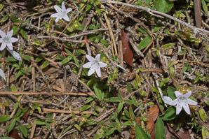 Richardia grandiflora (largeflower Mexican clover)