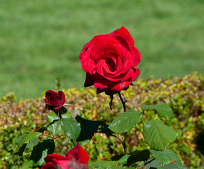 Rosa (rose, dwarf rose)