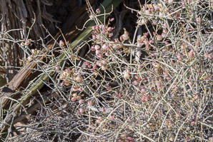 Salazaria mexicana (paperbag bush, bladder sage)
