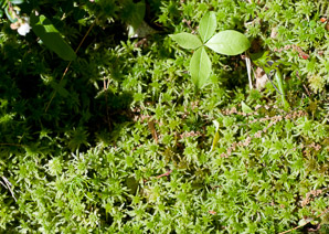 Sphagnum capillifolium (red sphagnum moss)