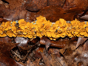 Stereum complicatum (orange crust fungus)