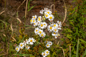 Symphyotrichum lanceolatum (panicled aster, Eastern lined aster, tall white aster, lance-leaf aster, narrow-leaf michaelmas daisy, white-panicle aster, white panicle aster)