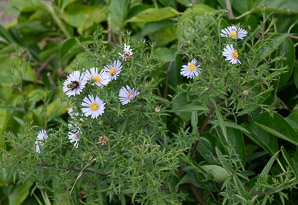 Symphyotrichum novi-belgii (New York aster)
