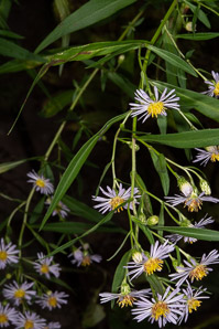 Symphyotrichum puniceum (purple-stemmed aster, red-stem aster, swamp aster, purplestem aster)
