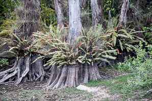 Taxodium distichum (bald cypress, baldcypress, cypress, southern cypress, white-cypress, red-cypress, swamp cypress, pond cypress, bald-cypress, southern-cypress, tidewater red-cypress, gulf-cypress, pondcypress)