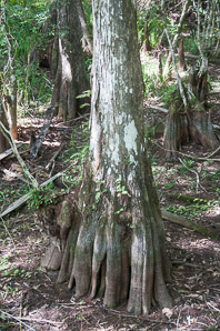 Taxodium distichum (pond cypress, bald cypress, baldcypress, cypress, southern-cypress, white-cypress, tidewater red-cypress, gulf-cypress, red-cypress, swamp cypress, southern cypress, bald-cypress)