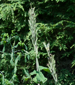 Thermopsis villosa (Carolina lupine, Carolina bushpea, Aaron’s rod, bush pea, false lupine, thermopsis)