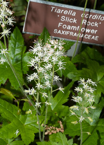 Tiarella cordifolia (foamflower)