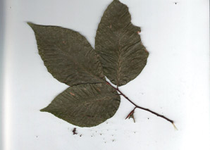 Tilia americana (Carolina basswood)