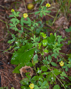 Trifolium dubium (least hop clover, small hop clover)