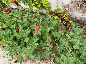 Trifolium incarnatum (crimson clover)