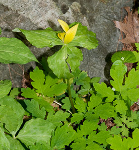 Trillium luteum (yellow trillium)