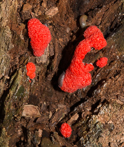 Tubifera ferruginosa (raspberry slime mold, red raspberry slime mold)