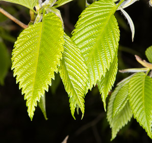 Ulmus americana (American elm)