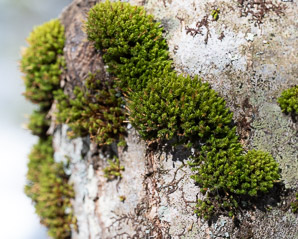 Ulota crispa (curled bristle moss, ulota moss)