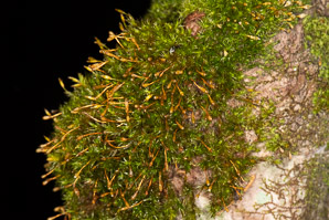 Ulota crispa (curled bristle moss, ulota moss)