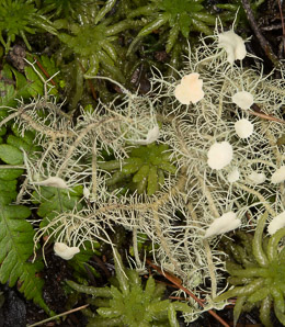 Usnea strigosa (bushy beard lichen)
