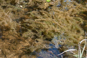 Utricularia macrorhiza (common bladderwort, bladderwort)