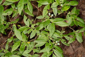 Vaccinium angustifolium (lowbush blueberry, blueberry)