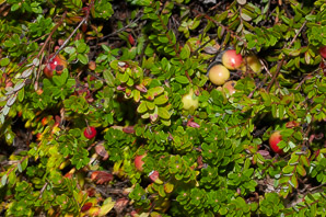 Vaccinium macrocarpon (American cranberry, cranberry, large cranberry)