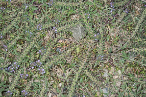 Verbena bracteata (bracted vervain, bigbract verbena, prostrate vervain, carpet vervain)