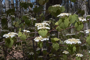 Viburnum lantanoides (hobblebush, witch-hobble, moosewood)