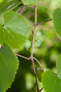 Vitis aestivalis (summer grape, grape)