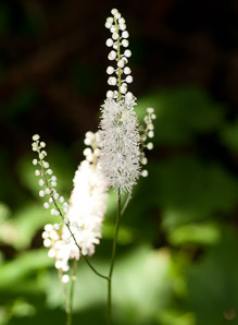Actaea rubifolia (Appalachian bugbane)