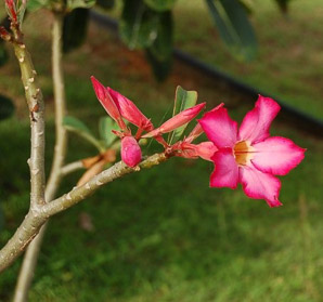 Adenium obesum - Conservatory Of Flowers